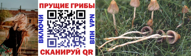 Галлюциногенные грибы ЛСД это какой сайт Шенкурск